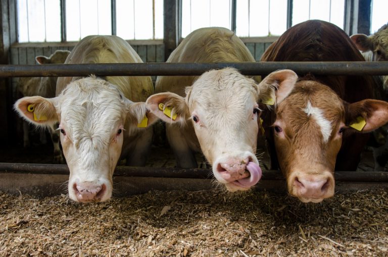 Four Steps for Optimising the Performance of Livestock Fattening Clover Aardklop