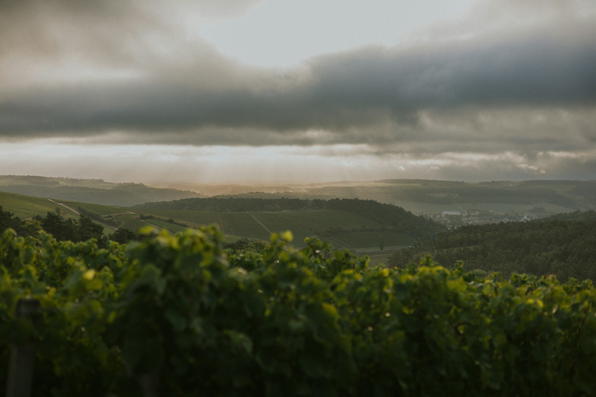 Biking through Franschhoek vineyards with wine tasting stops